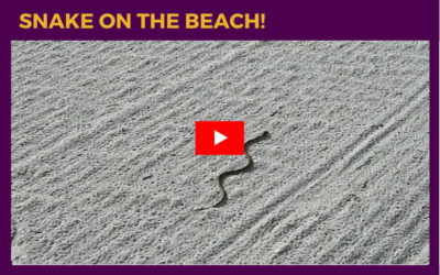Snake on the Beach